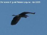 Pjaro Garza real - Ardea cinerea. Arquillos