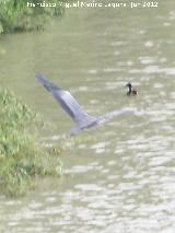 Pjaro Garza real - Ardea cinerea. En vuelo. Sotos de la Albolafia - Crdoba