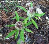 Cuchara de pastor - Leuzea conifera. Segura