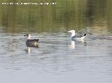 Pjaro Gaviota patiamarilla - Larus cachinnans. Diferencias entre una gaviota joven (izquierda) y otra adulta (derecha).<br>Santa Pola.