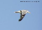 Pjaro Gaviota patiamarilla - Larus cachinnans. Santa Pola