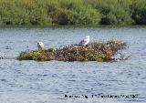 Pjaro Gaviota patiamarilla - Larus cachinnans. Santa Pola