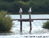 Pjaro Gaviota patiamarilla - Larus cachinnans. Santa Pola