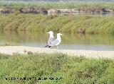 Pjaro Gaviota patiamarilla - Larus cachinnans. Santa Pola