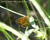 Mariposa lobito agreste - Pyronia tithonus. Segura