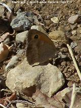 Mariposa lobito agreste - Pyronia tithonus. Prado Maguillo - Santiago Pontones