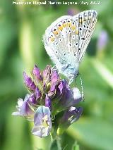 Mariposa naranjita rabicorta - Everes argiades. Tajos de San Marcos - Alcal la Real