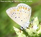 Mariposa naranjita rabicorta - Everes argiades. Segura