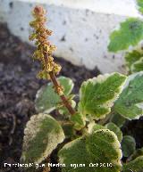 Incienso - Plectrantus madagascariensis. Flor. Los Villares