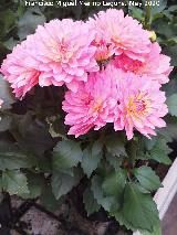 Dalia - Dahlia sp. Ja�n