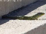 Lagarto ocelado - Lacerta lepida. Yacimiento de Baelo Claudia - Tarifa