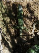 Lagarto ocelado - Lacerta lepida. Cerro de los Vientos - Baeza