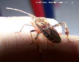 Chinche Leptoglossus occidentalis - Leptoglossus occidentalis. Los Villares