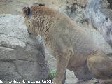 Len - Panthera leo. Leona. Tabernas