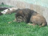 Len - Panthera leo. Zoo de Crdoba