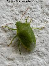 Chinche verde - Nezara viridula. Aldea Morrin - Yeste