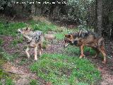 Lobo Ibrico - Canis lupus signatus. Riopar