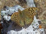 Mariposa lunares de Plata - Mesoacidalia aglaja. El Chorro - Quesada