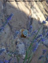 Mariposa lunares de Plata - Mesoacidalia aglaja. Las Castaetas - Villacarrillo