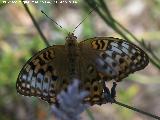 Mariposa lunares de Plata - Mesoacidalia aglaja. Las Castaetas - Villacarrillo