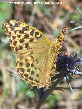 Mariposa lunares de Plata - Mesoacidalia aglaja. Prado Maguillo - Santiago Pontones