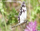 Mariposa Melanargia lachesis - Melanargia lachesis. Segura