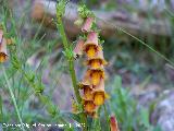 Dedalera obscura - Digitalis obscura. Segura