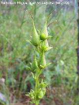 Dedalera obscura - Digitalis obscura. Segura