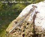 Liblula Platycnemis - Platycnemis pennipes. Los Caones - Jan