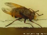 Mosca de las flores - Volucella zonaria. beda