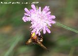 Mosca de las flores - Volucella zonaria. Segura