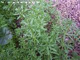 Azotalenguas - Galium aparine. Navas de San Juan