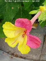 Dondiego de noche - Mirabilis jalapa. Los Villares