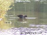 Pjaro Polla de agua - Gallinula chloropus. Santa Pola