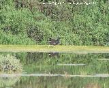 Pjaro Polla de agua - Gallinula chloropus. Santa Pola