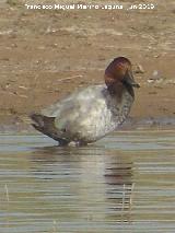 Pjaro Porrn - Aythya ferina. Laguna Dulce - Campillos