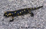 Salamandra - Salamandra salamandra. Segura