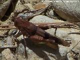 Saltamontes de alas azules - Oedipoda caerulescens. Venta de Rampias - Santiago Pontones