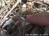 Saltamontes de alas azules - Oedipoda caerulescens. Venta de Rampias - Santiago Pontones