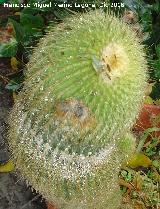 Cactus Cabezas de viejo - Cephalocereus senilis. 