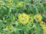 Adelfilla - Bupleurum fruticosum. La Baizuela - Torredelcampo