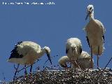 Pjaro Cigea blanca - Ciconia ciconia. Castellar de la Frontera