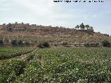 Algodn - Gossypium hirsutum. Cerro Maquiz - Mengbar