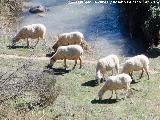 Oveja - Ovis aries. Ro Susana - Valdepeas de Jan