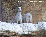 Oveja - Ovis aries. Los Villares