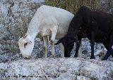 Oveja - Ovis aries. Los Villares