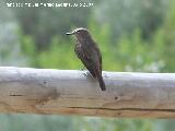 Pjaro Papamoscas gris - Muscicapa striata. Castillo de Locubn