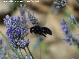 Abeja azul de la madera - Xylocopa violacea. Las Castaetas - Villacarrillo