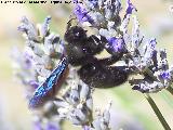 Abeja azul de la madera - Xylocopa violacea. Las Castaetas - Villacarrillo