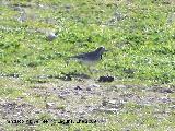 Pjaro Lavandera - Motacilla alba. Los Villares